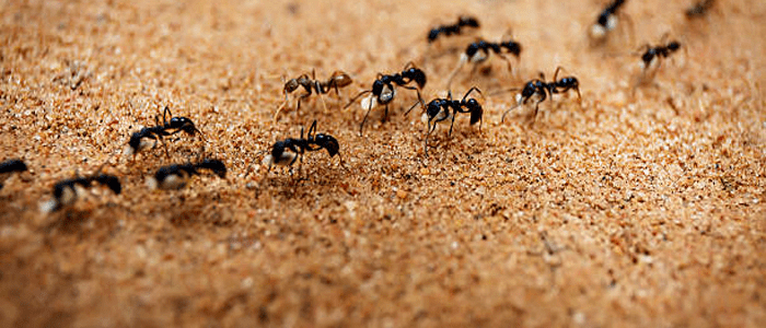 ant control yarralumla