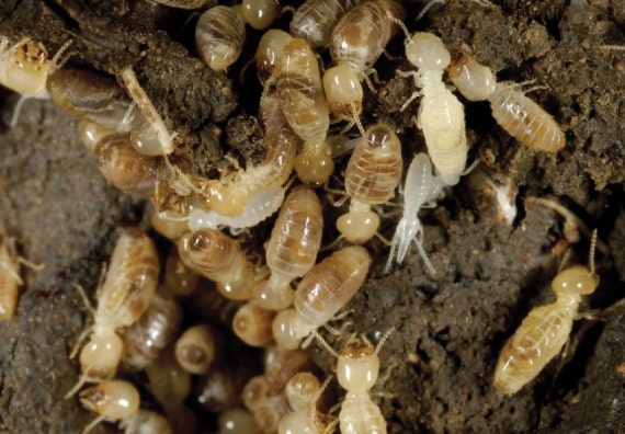 Termite Treatment Yarralumla